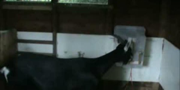 Goats Are Far More Clever Than Previously Thought