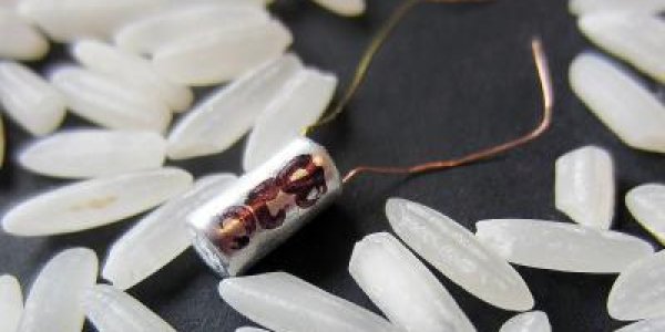 A Battery Small Enough To Be Injected, Energetic Enough To Track Salmon