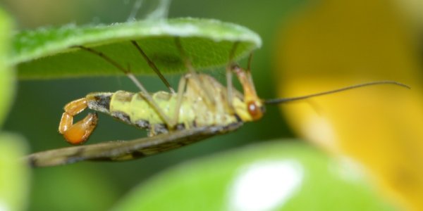 Unattractive Males Try Harder