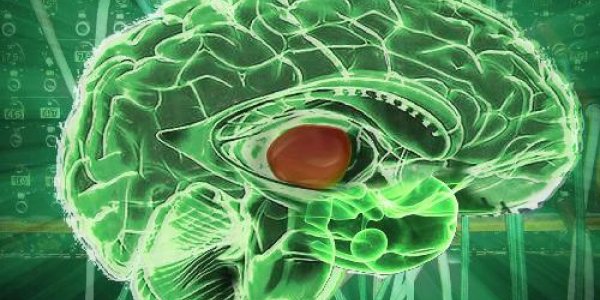 How The Brain Multitasks