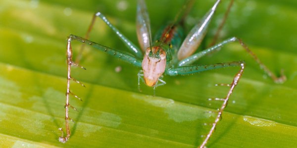 And The New Winner For The Animal Kingdom's Highest-Pitch Love Call Is...