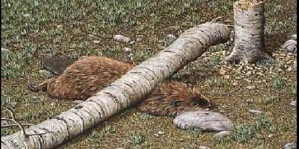 Survival Of The Stupidest