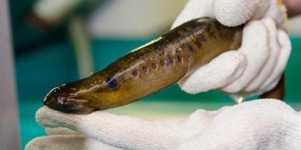 Sea Lamprey Shows The Origins Of Brain Development