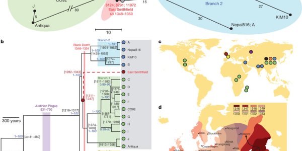 Reconstructing The Black Death Pathogen's Genome