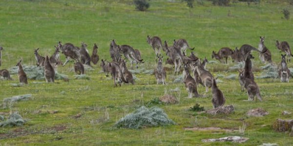 Culling Kangaroos Could Help The Environment
