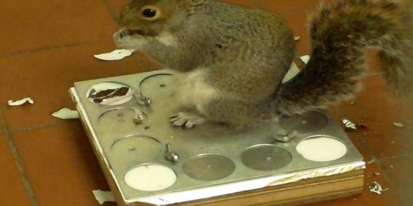 Grey Squirrels Are Quick Learners