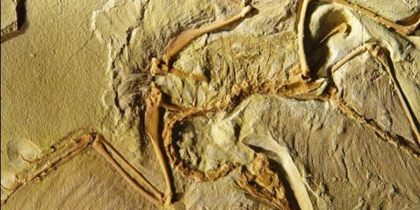 Why did so many dinosaurs die with their mouths open?