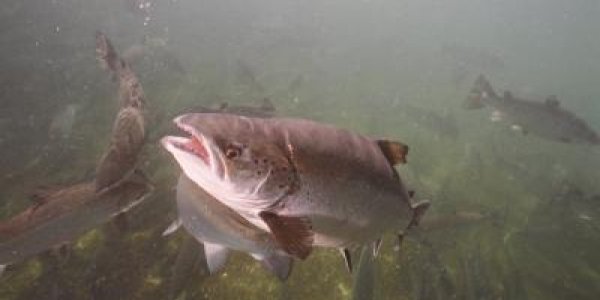 Genetic Chip Will Help Salmon Farmers Breed Better Fish