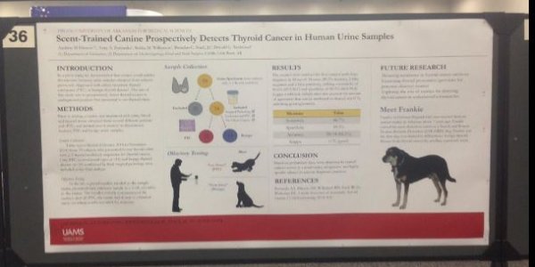 This Dog Can Detect Thyroid Cancer - By Sniffing Human Urine Samples