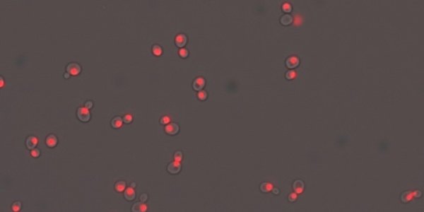 Fluctuations Matter in Cell Suicide