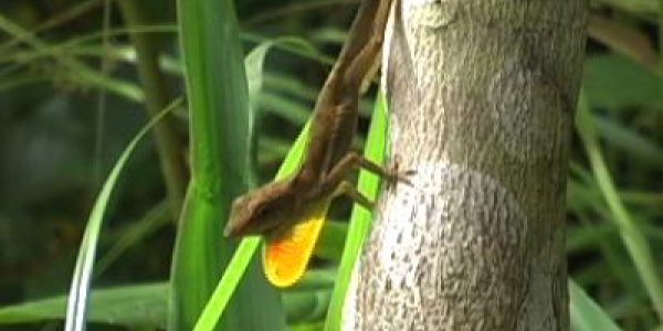 The Herculean Feats Of Strength Of The Anolis Opalinus Lizard Get Some Answers