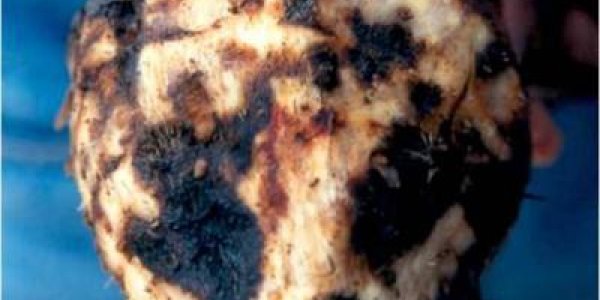 Banana Plant Fights Off Crop's Invisible Nemesis: Roundworms