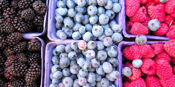 Blueberries on the Brain