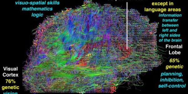 Intelligence Is Largely Inherited, Says Study