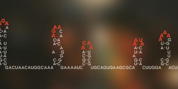 Scientists Discover Viral 'Enigma Machine' Of Rhinovirus And Norovirus