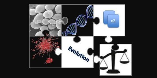 Mutational Robustness: Why Duplicate Genes Remain In The Genome