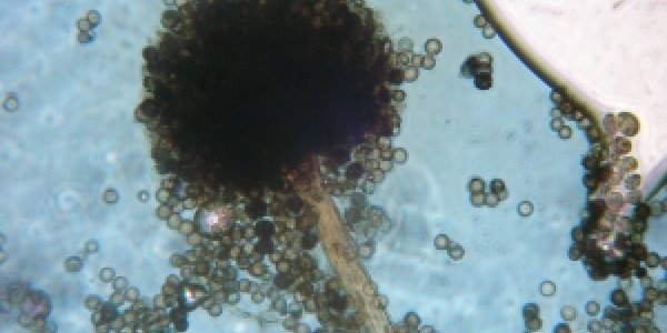 Common Black Fungus That Eats Oatmeal Used To Create Jet Fuel Compounds