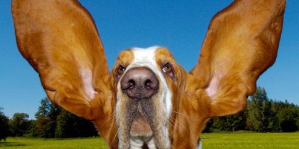 Dog Brains Process Human Speech The Way Humans Do