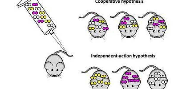 How Localized Bacterial Infections Can Turn Into Dangerous Sepsis