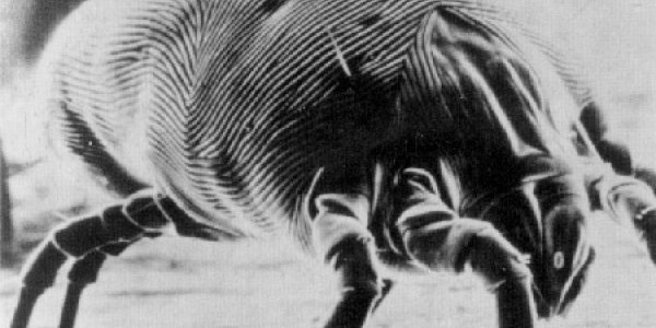 Link Between Dust Mites and Allergens Revealed