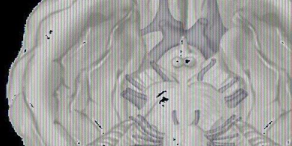 Do Women Have Better Noses Than Men?