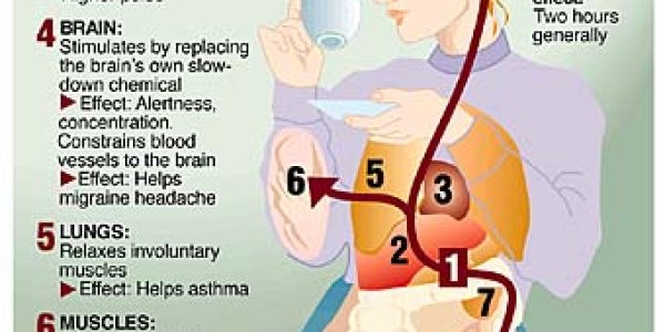 This is Your Brain On Caffeine