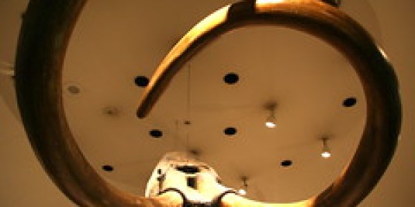 City of Angels: 80% Complete Ice Age Mammoth Found