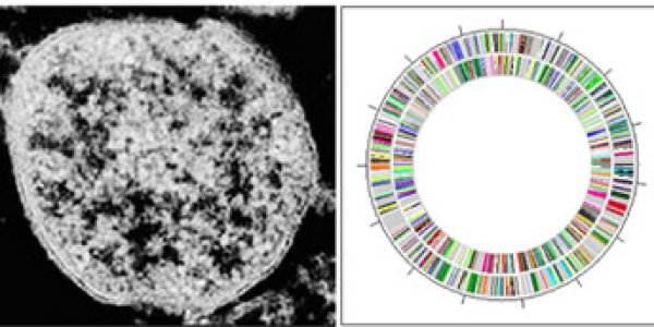 Helping Pollution-Cleaning Bacteria Clean Up Toxic Waste