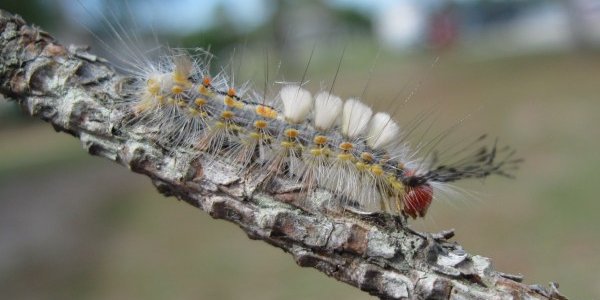 Happy May Day! (Circus Of The Spineless #62)