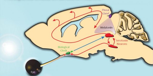 SAD Center In The Brain Located?