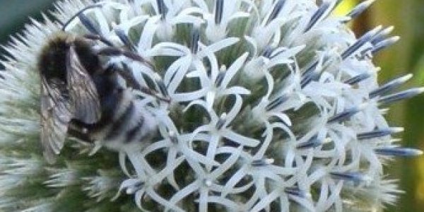 Don't Bee Alarmed: That Sting May Cure Hypertension