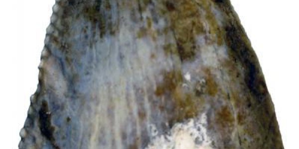 Sauropod: First Dinosaurs Identified In Arabia