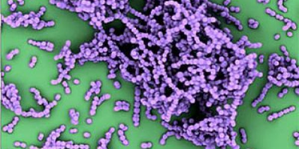 A Key Step Toward A Safer Strep Vaccine