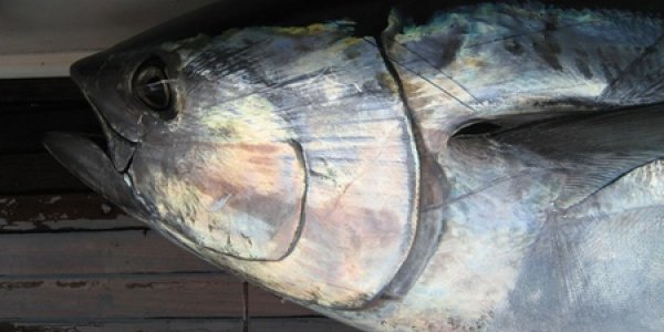 Toward Sustainable Atlantic Bluefin Tuna Aquaculture