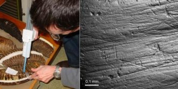 Arago Hominids Last Supper Narrows Down How Long They Lived In The Area