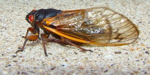 Math Separates Magicicadas from Regularcicadas