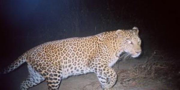 Cat Eats Dog: Not A Wacky Journalistic Aphorism