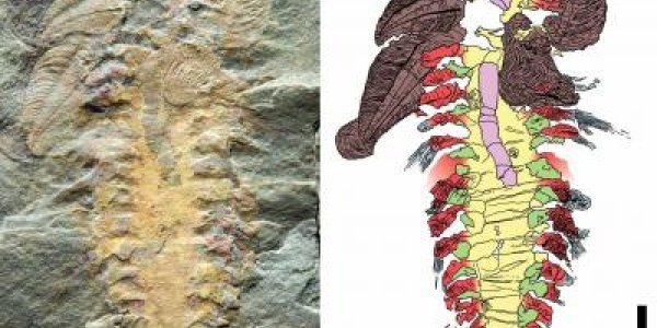 Solved: 150 Year-Old Paleontological Mystery