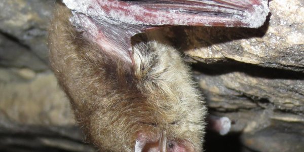 Bat Disease: White-Nose Syndrome Infections Are Seasonal