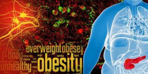 PPARgamma Receptor In The Brain May Curb Obesity