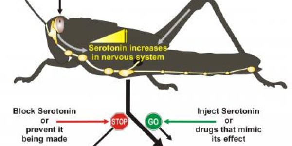 Serotonin - Why Desert Locusts Go From Solitary To Swarms