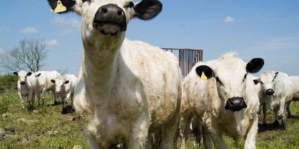 Cows Are Smarter Than Whole Foods Shoppers