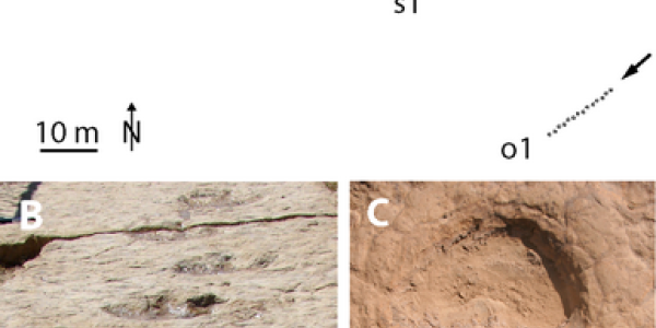 Dinosaur Tracks ... In Yemen