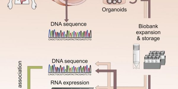 'Organoids' - Living Biobank Of 3D Cultures Personalizes Cancer Drug Screening