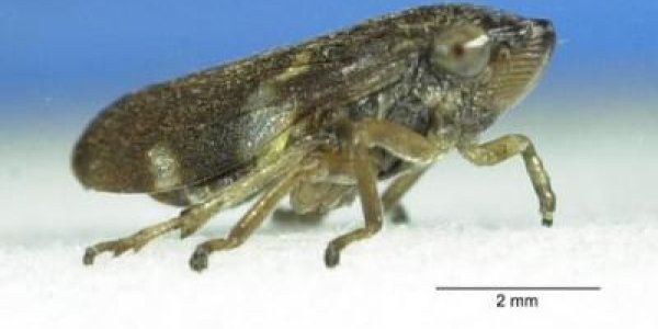 Froghopper Pleural Arch Allows It To Leap 100X Its Body Length