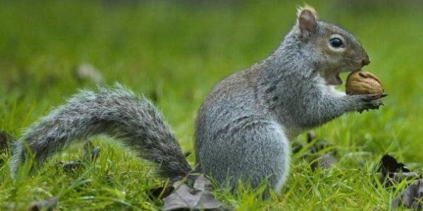 Downside To Diversity: How Grey Squirrels Invade So Easily