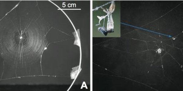 Mind-Controlling Wasps Enslave Zombie Spiders