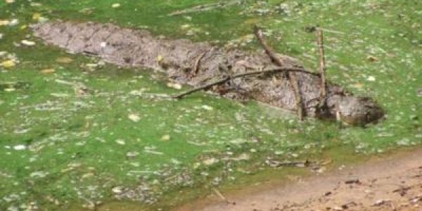 Smart Like A Crocodile?