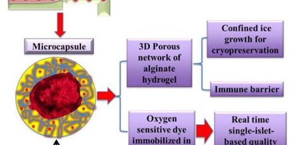 An Injection-Free Future For Diabetic Patients - Seaweed Capsules