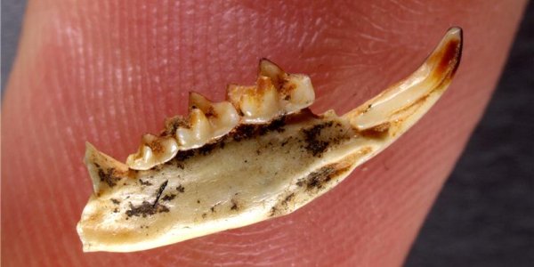 Dolinasorex Glyphodon - Good Luck Taming This Million Year Old Shrew